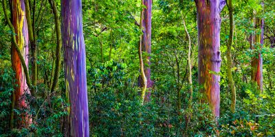 maui rainbow eucalyptus trees