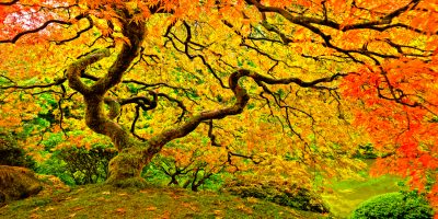 portland oregon japanese maple tree