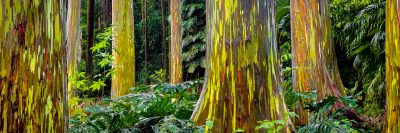 maui trees rainbow eucalyptus hawaii