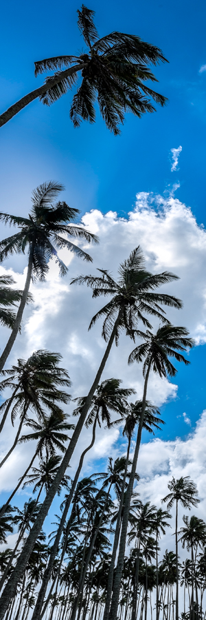 kauai hawaii palm trees