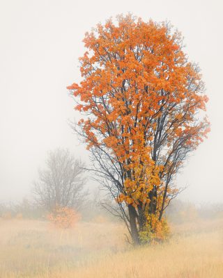 tree fall autumn utah fog