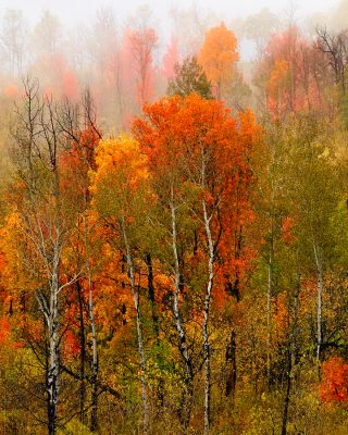 aspen maple trees utah autumn