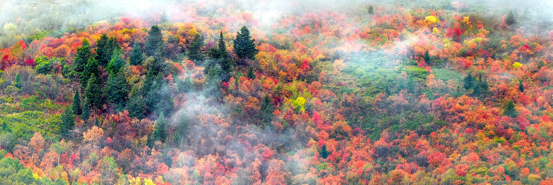 utah trees forest aspen autumn