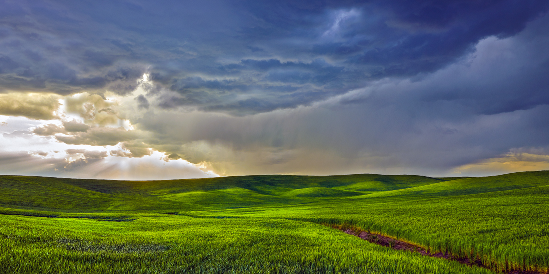 palouse wheat field storm rain