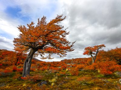 patagonia trees argentina