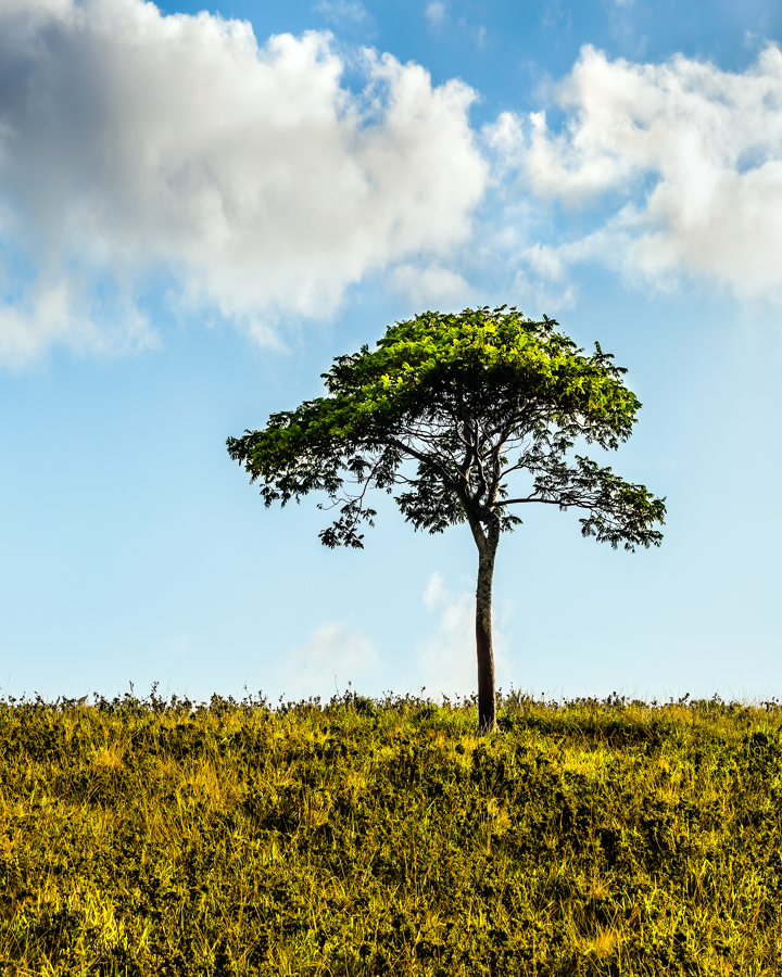 Kauai tree