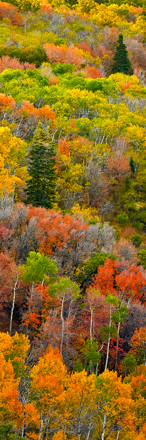 utah uinta national forest fall