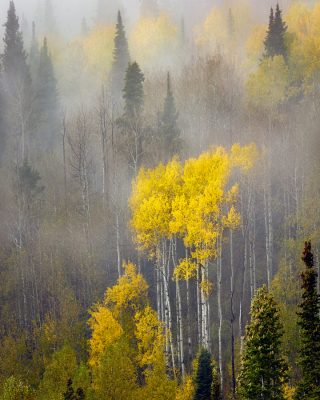 aspen trees fog utah autumn